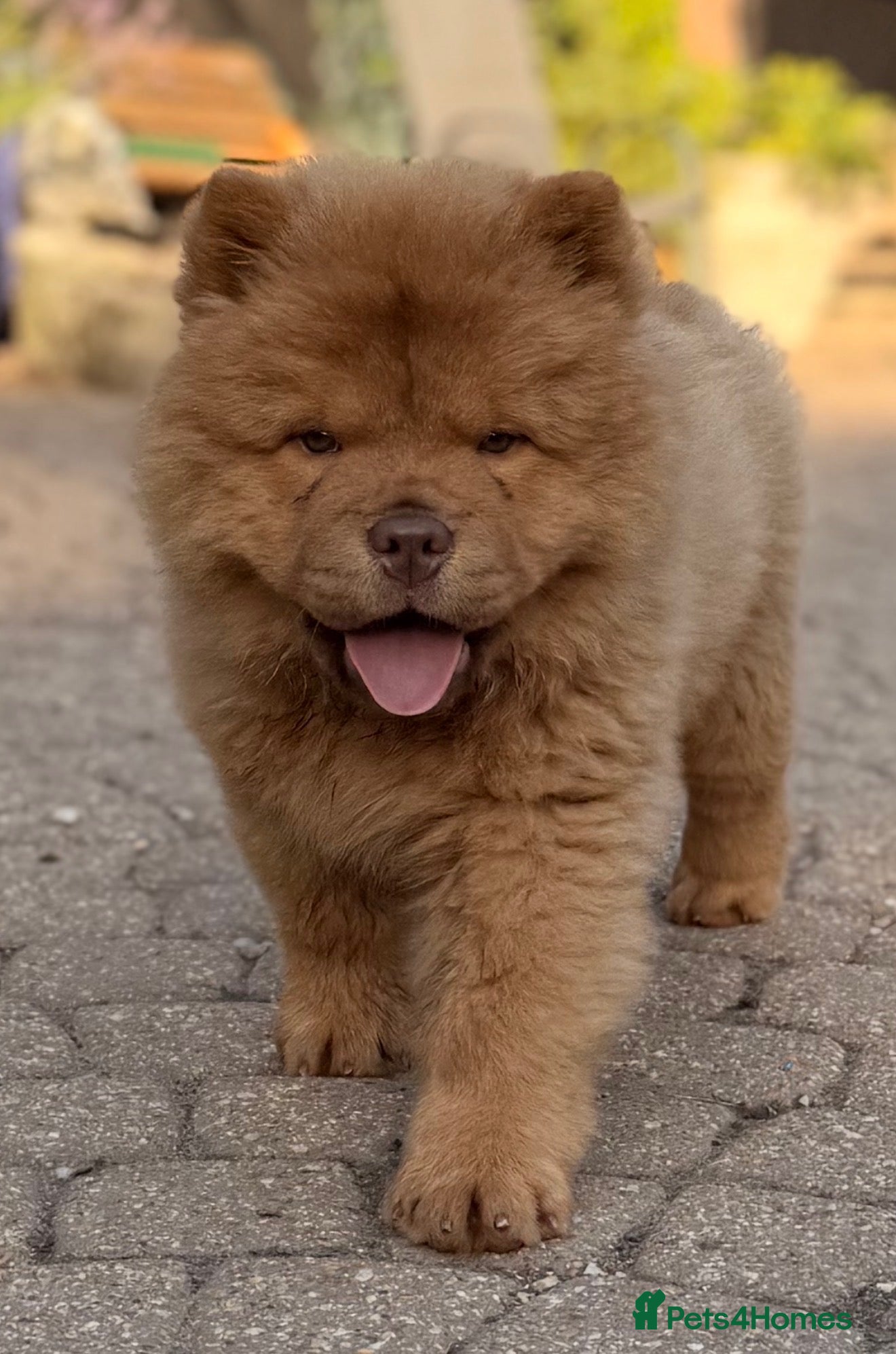 Chow Chow dogs REDUCED-Ready to leave-£1500 - Advert 1