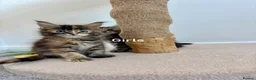 Maine Coon cats for sale: TICA Registered Maine Coon Kittens. Reserve please - Advert 3