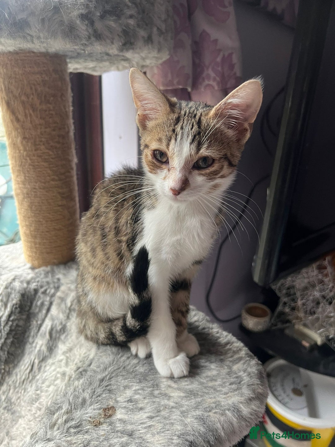 Mixed Breed cats for adoption: Rescue kitten Suzi is looking for her forever home - Image 2