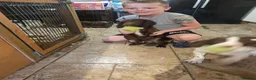 Sprocker dogs for sale: 7 stunning sprocker pups LAST 3 BOYS - Advert 31