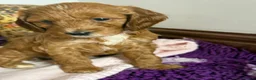 Cockapoo dogs for sale: Adorable Cockapoo Puppies in Keighley - Advert 17