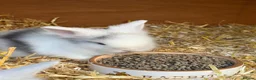 Lionhead rabbits for sale: 4 Gorgeous Lionhead Baby Bunnies in King's Lynn - Advert 3