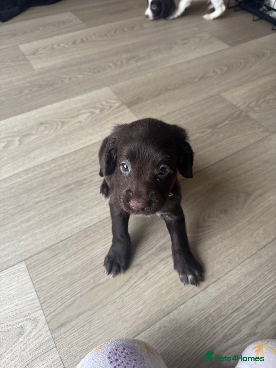 Sprocker dogs for sale: Sprocker spaniel puppy’s  - Image 15
