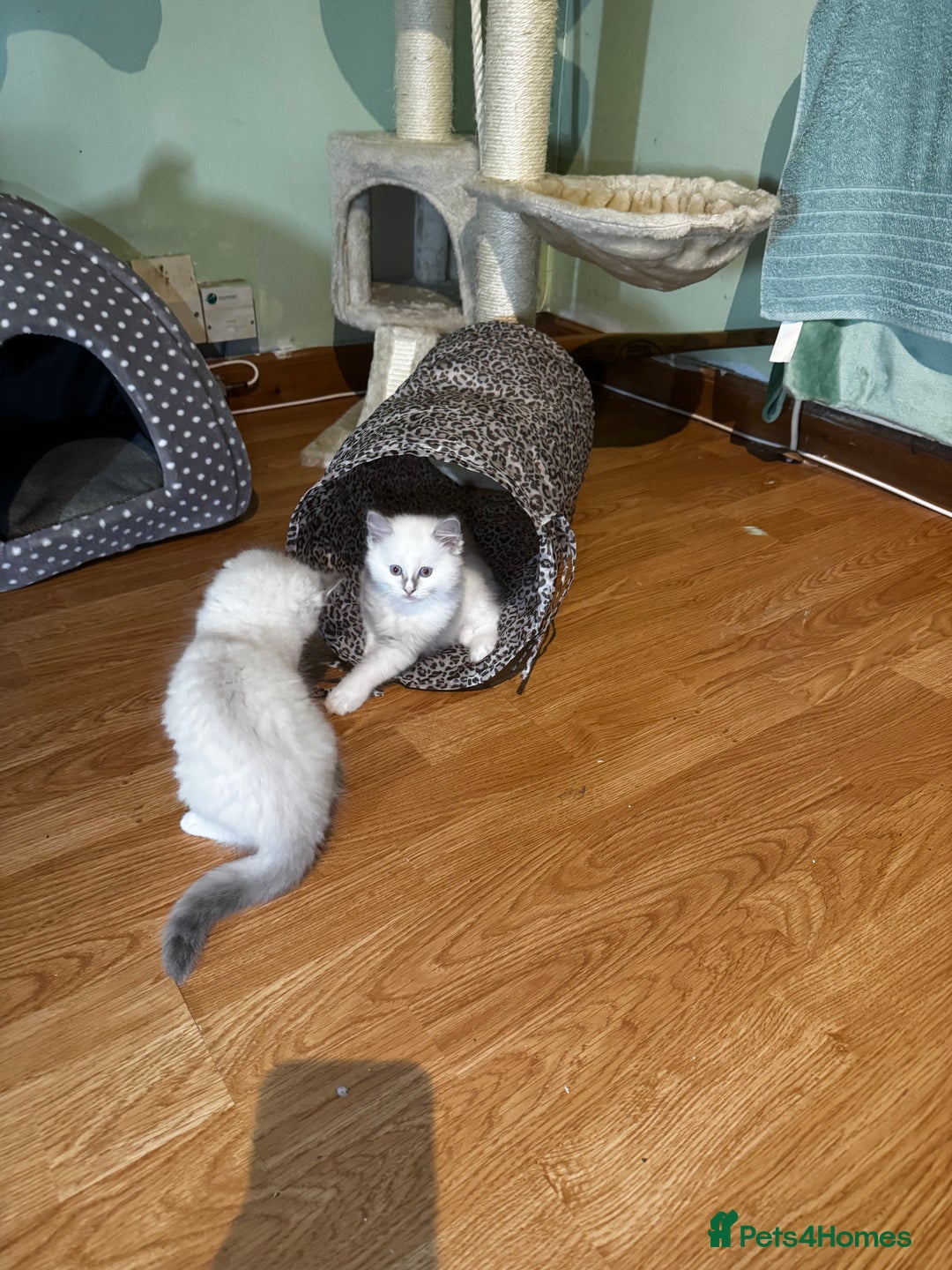 Ragdoll cats for sale: Adorable ragdoll kittens - Image 30