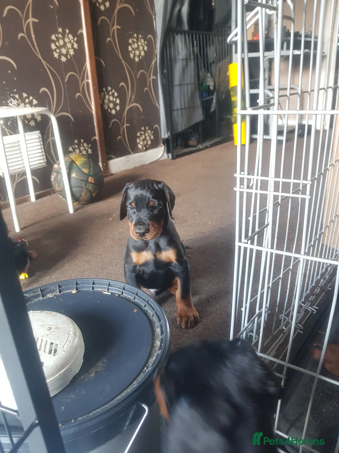 Dobermann dogs for sale: Adorable Doberman puppies  - Advert 2
