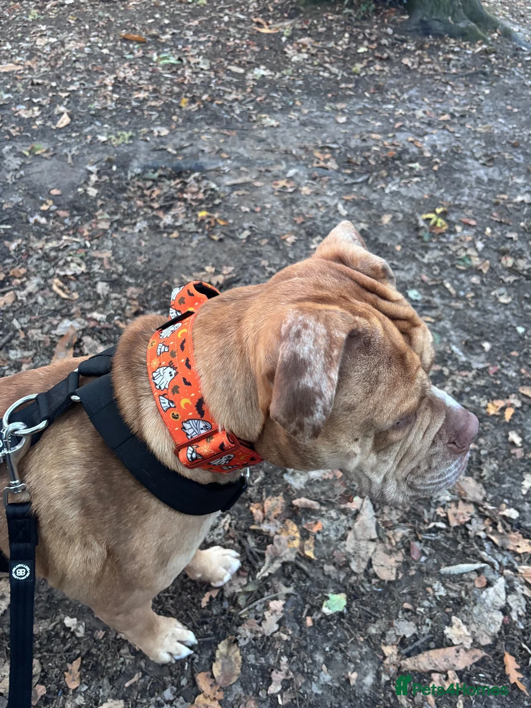 Mixed Breed dogs for sale: Boxer cross olde tyme bulldog - Advert 1