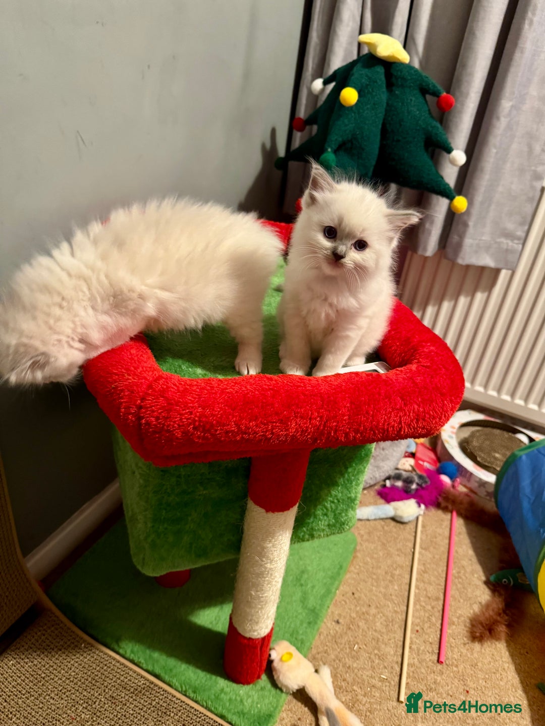 Ragdoll cats for sale: Beautiful Registered Ragdoll Kittens Available  - Advert 12
