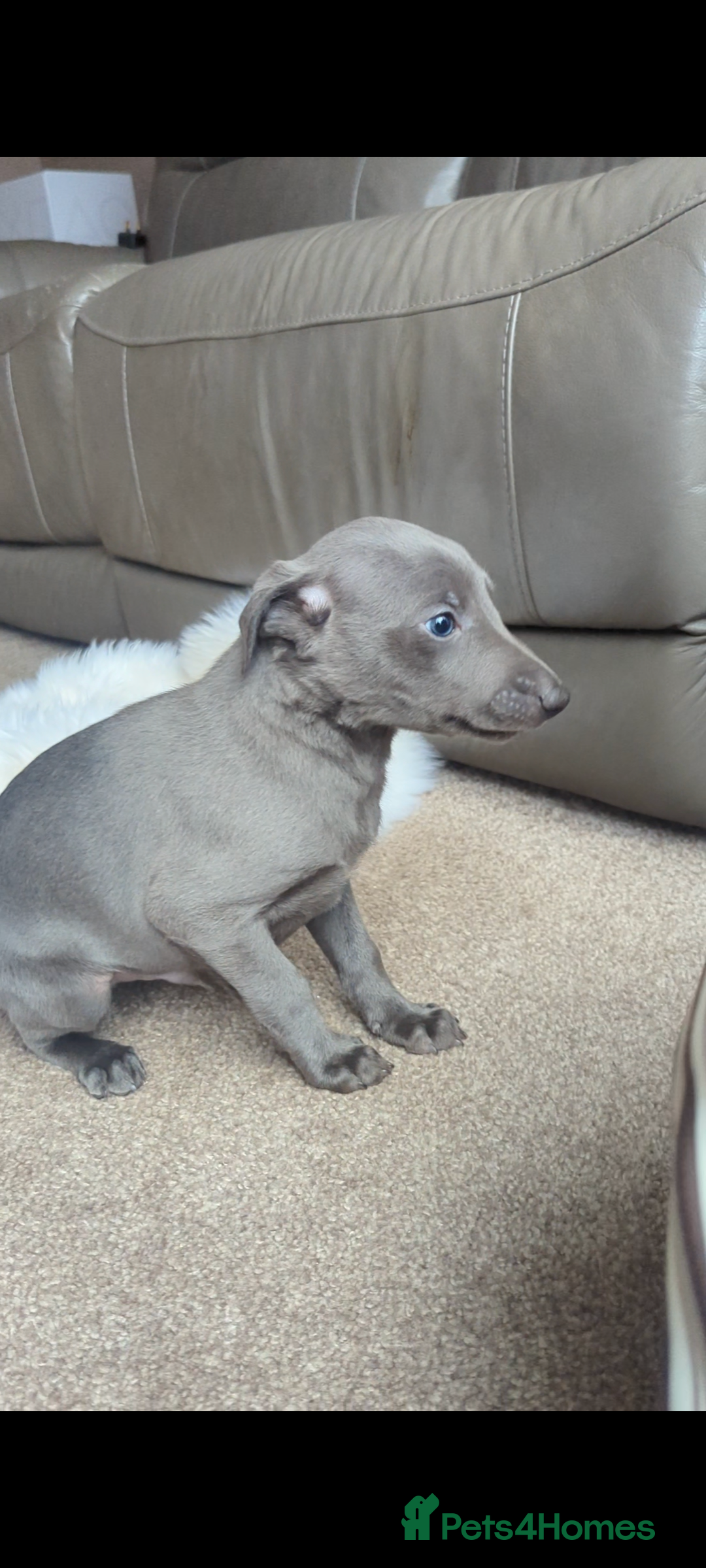 Whippet dogs for sale: Blue whippets - Advert 3