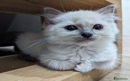 Ragdoll cats for sale: Last Gorgeous Ragdoll kitten - Image 4