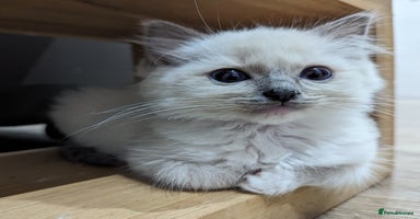 Ragdoll cats - Advert 5