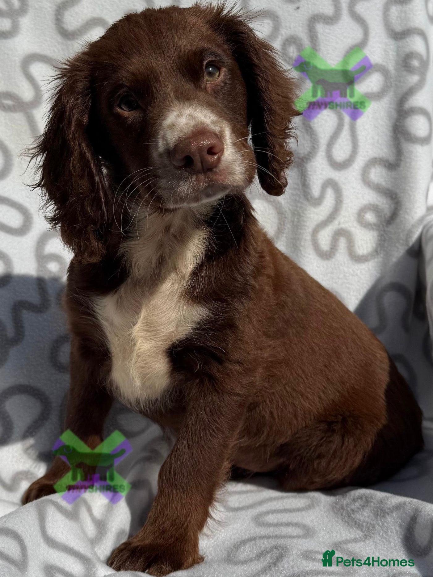 Cocker Spaniel dogs KC CHOCOLATE ROAN BOY 17 DNA HEALTH TESTED CLEAR  - Advert 1