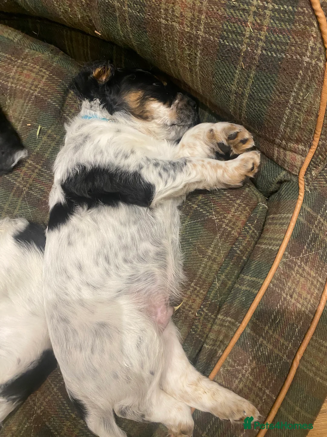 Cocker Spaniel dogs for sale: Working Cocker Puppies - Advert 7