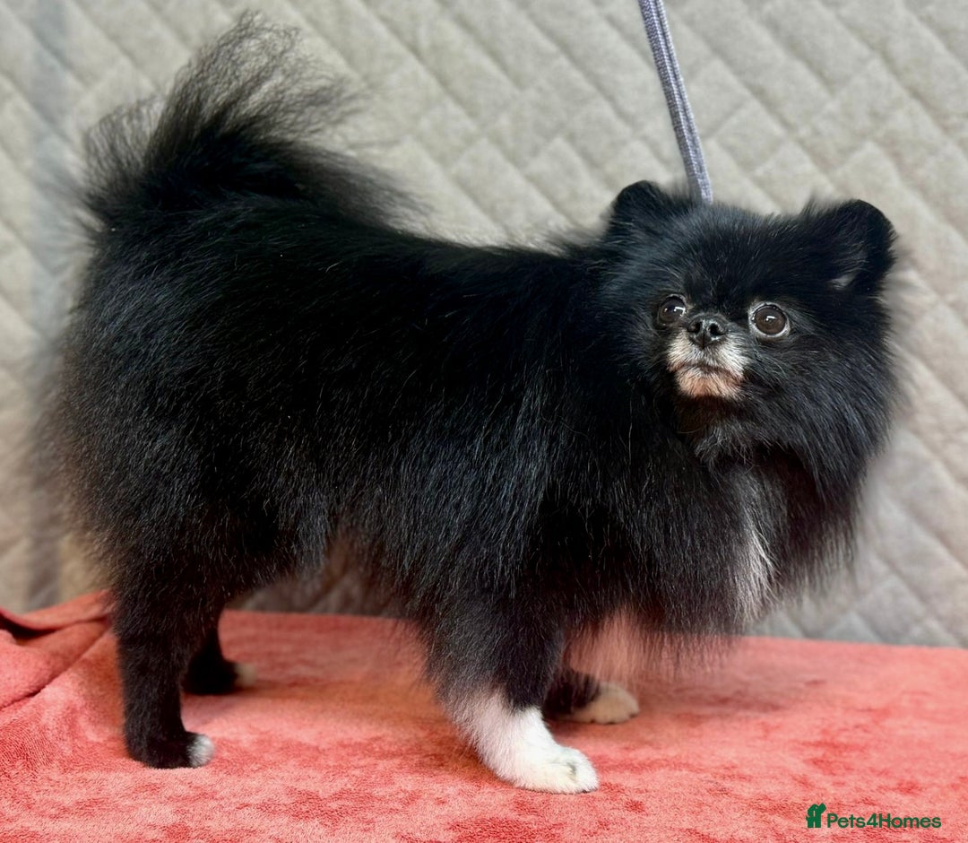 Pomeranian dogs for adoption: Missy: The Little Soul They Tried to Forget - Image 2