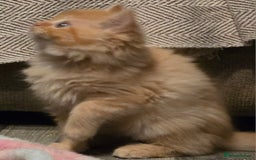 Persian cats for sale: Persian  - Image 20
