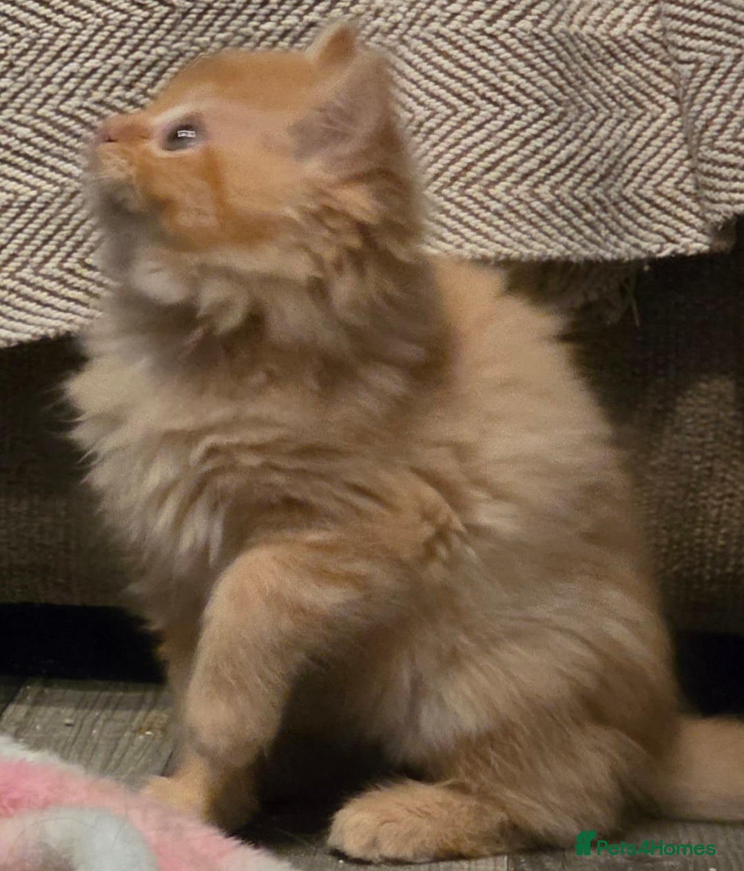 Persian cats for sale: Persian  - Image 20
