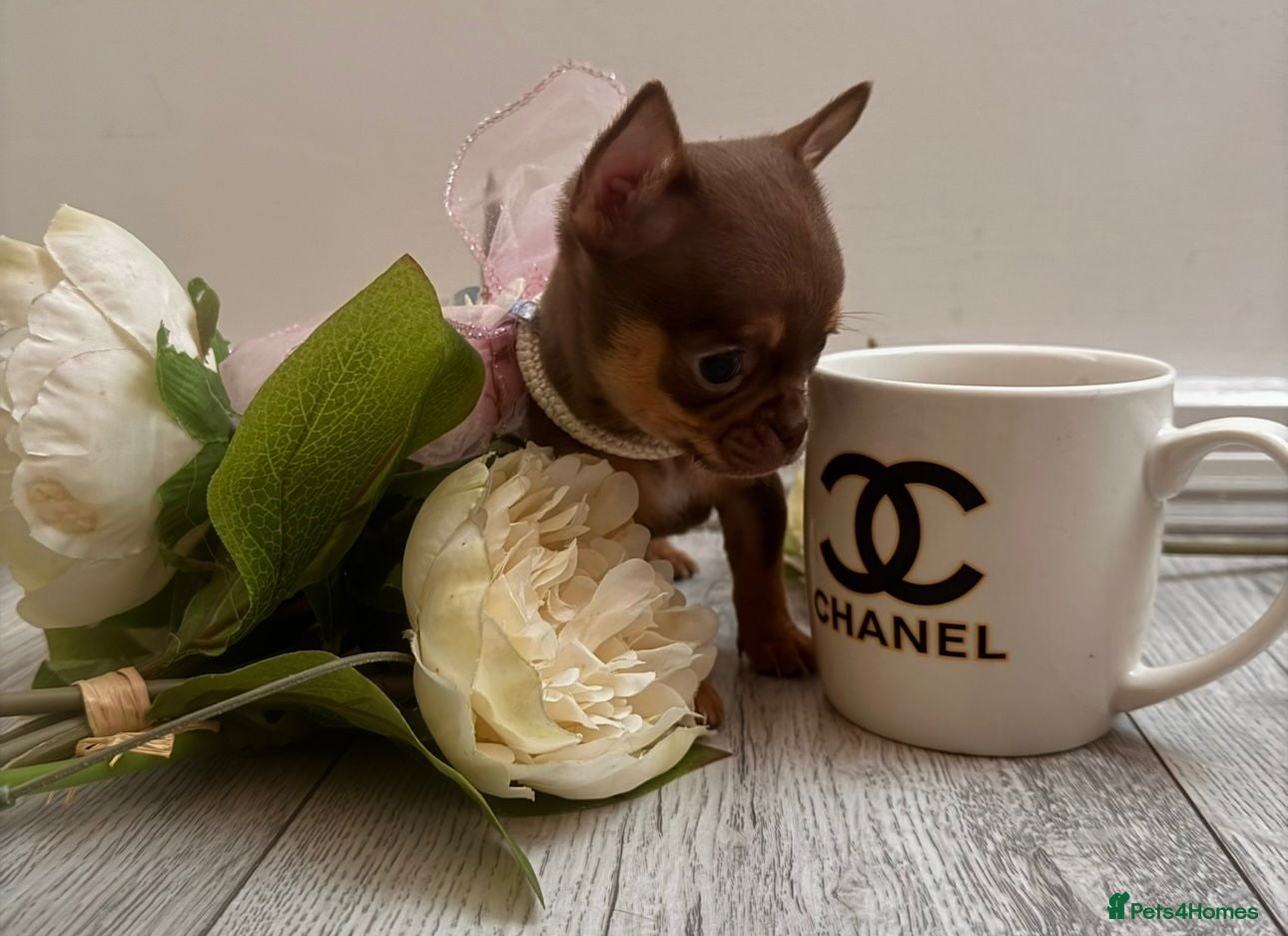 Chihuahua dogs  Very small chihuahua puppies - Advert 23