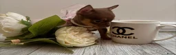 Chihuahua dogs for sale:  Very small chihuahua puppies - Advert 4