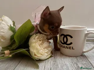 Chihuahua dogs Very small chihuahua puppies - Advert 23