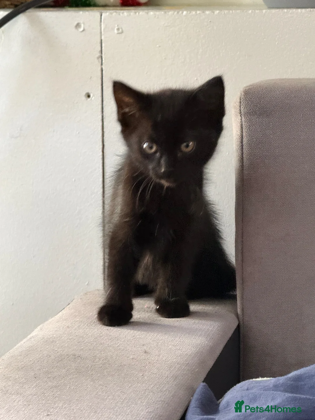 Mixed Breed cats for sale: Kittens - Advert 6