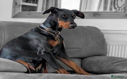 Dobermann dogs for sale: #ShadowdairDobermans #Pregnancy#DobermanLove - Image 2