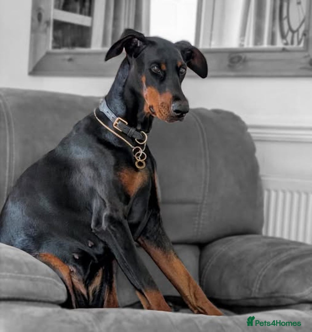 Dobermann dogs for sale: #ShadowdairDobermans #Pregnancy#DobermanLove - Image 2