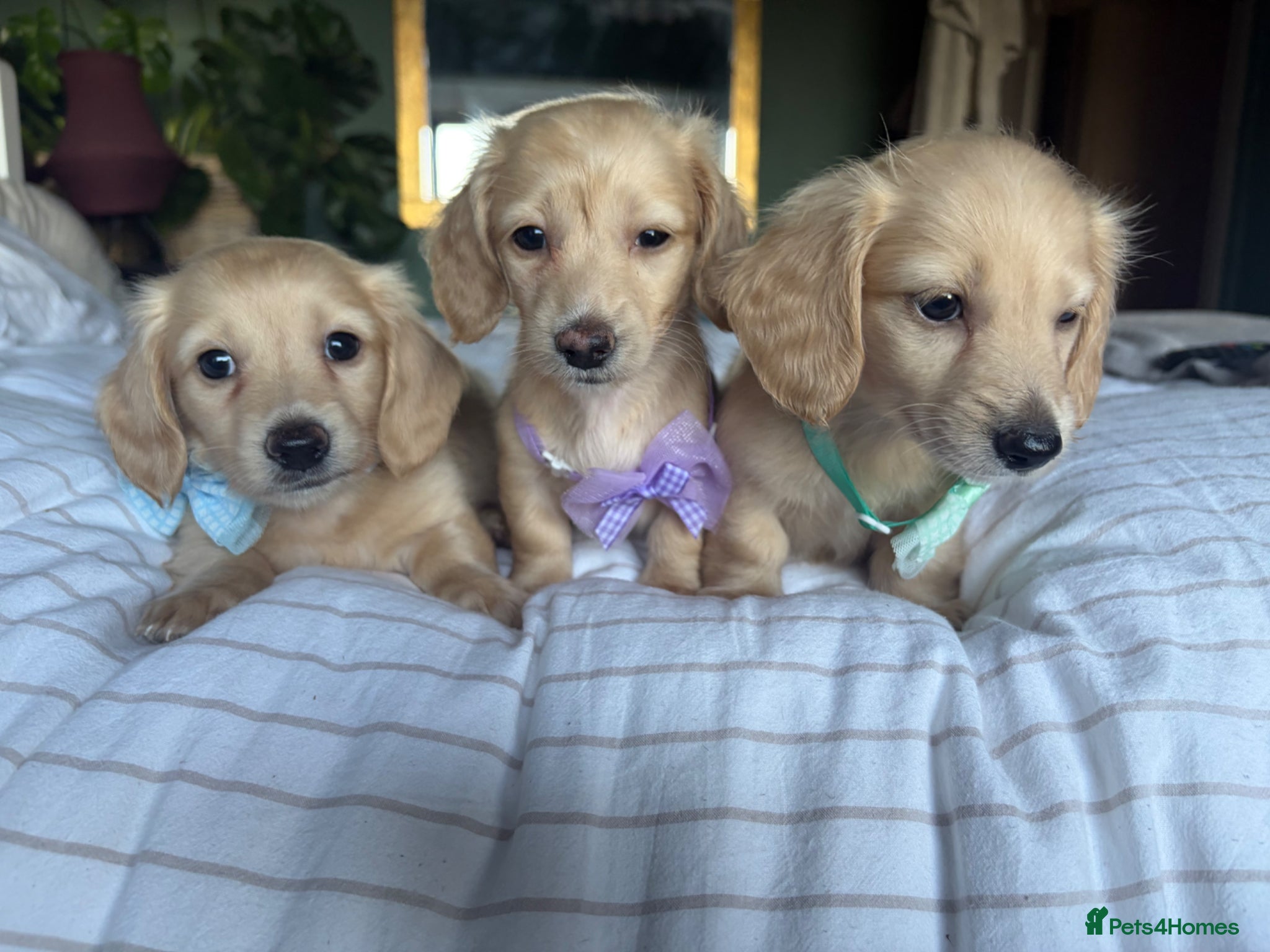 Miniature Dachshund dogs READY! Cream Long Haired Pups KC - Advert 2