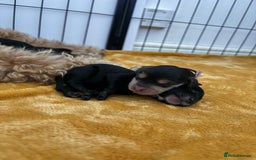 Cockapoo dogs for sale: F2B cockapoo puppies  - Image 2