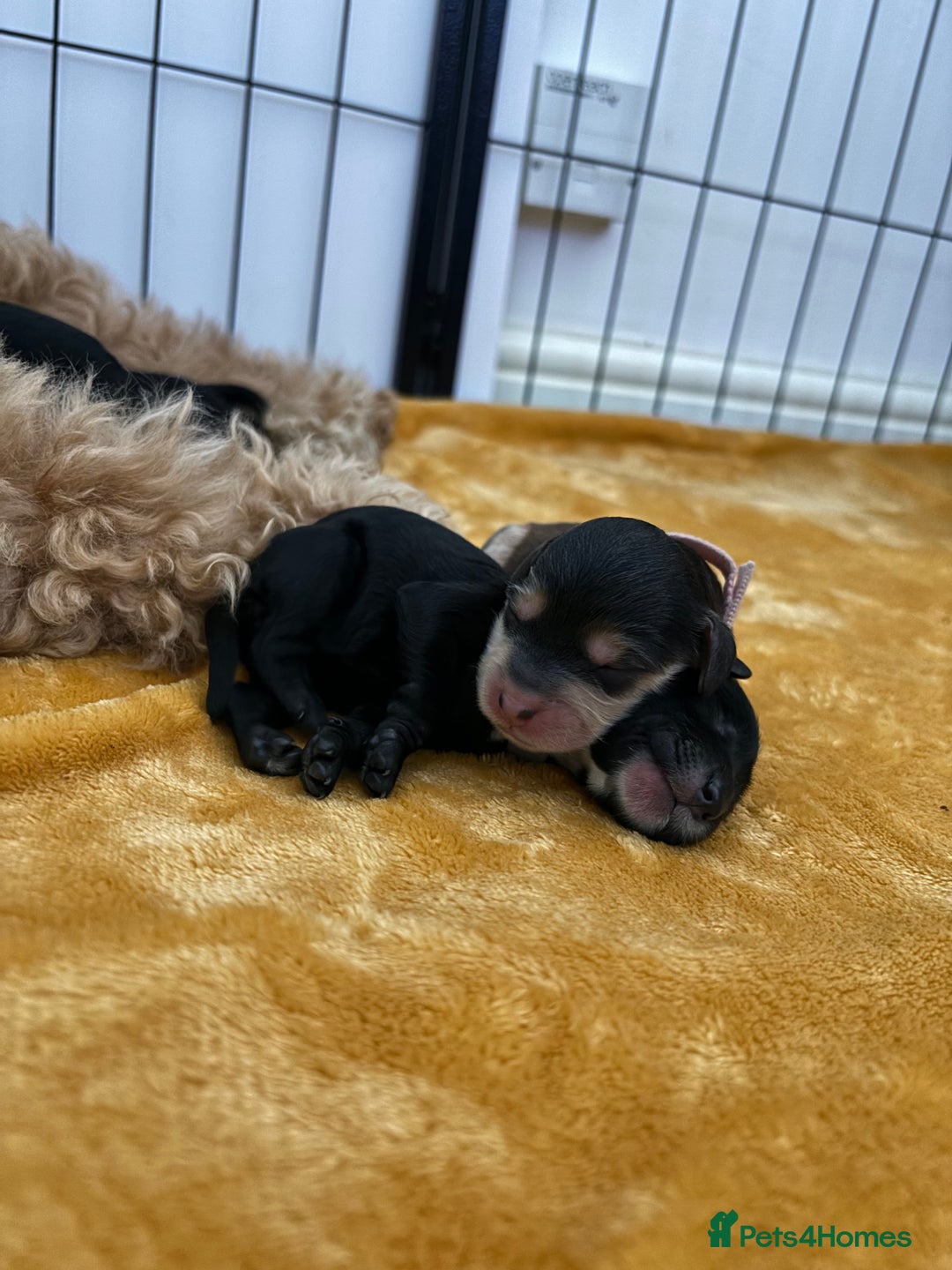 Cockapoo dogs for sale: F2B cockapoo puppies  - Image 2