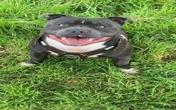 Staffordshire Bull Terrier dogs for stud: STORM - Image 8