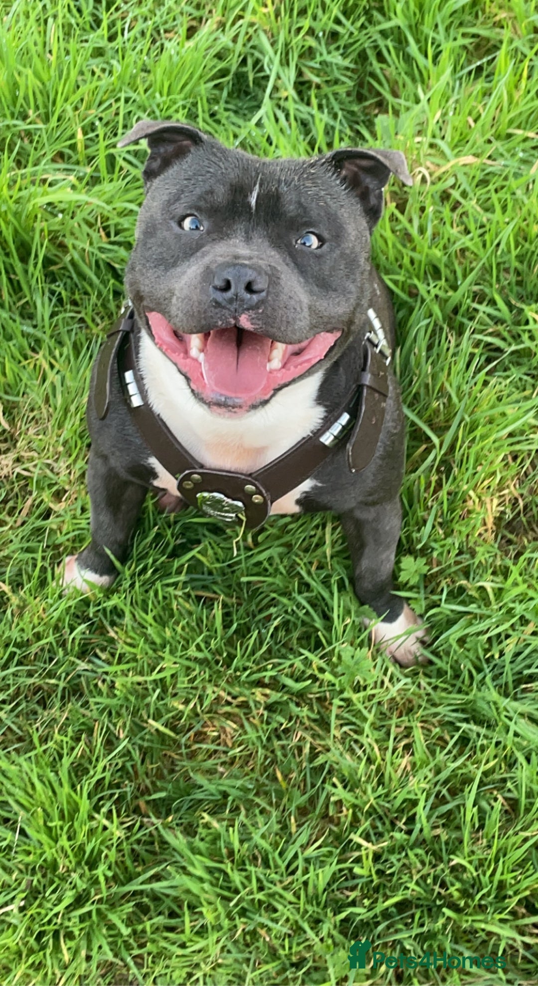 Staffordshire Bull Terrier dogs for stud: STORM - Image 8