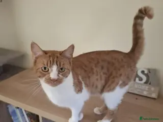Mixed Breed cats Ginger and white female - Advert 1