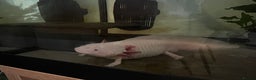 Axolotl reptiles for sale: Axolotl 2 years old - Advert 1