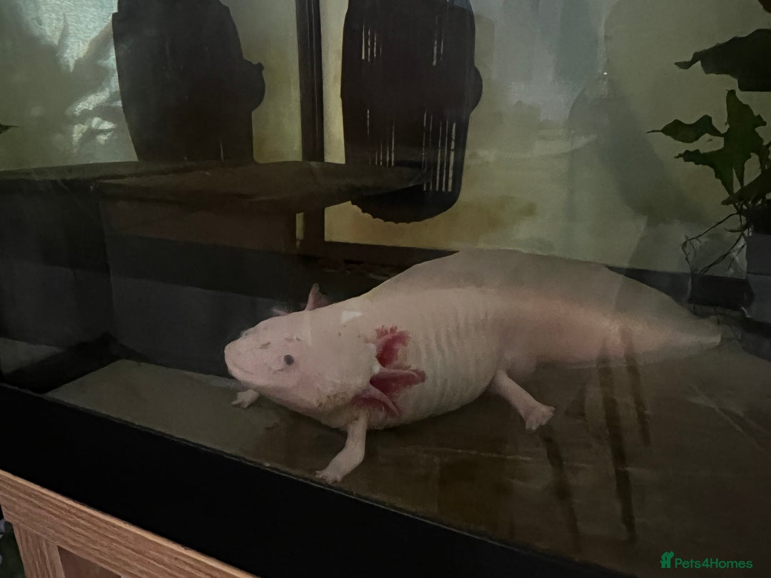 Axolotl reptiles for sale: Axolotl 2 years old - Advert 1