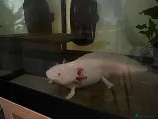 Axolotl reptiles Axolotl 2 years old - Advert 10
