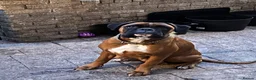 Boxer dogs for sale: READY NOW- Stunning boxer puppies - Advert 36
