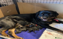 Mixed Breed dogs for sale: Rottweiler x Akita Puppies in Market Drayton - Image 1