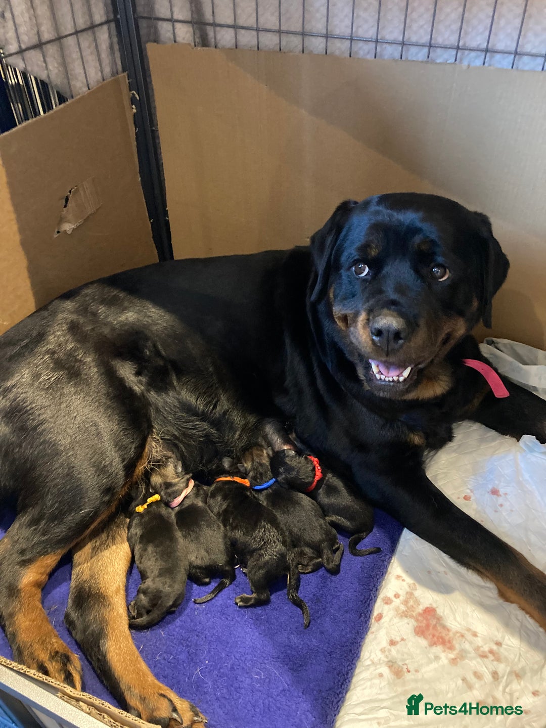 Mixed Breed dogs for sale: Rottweiler x Akita Puppies in Market Drayton - Image 1