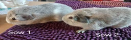 Guinea Pig rodents for sale: Silver and white Rex bred Boar and Sows - Advert 5
