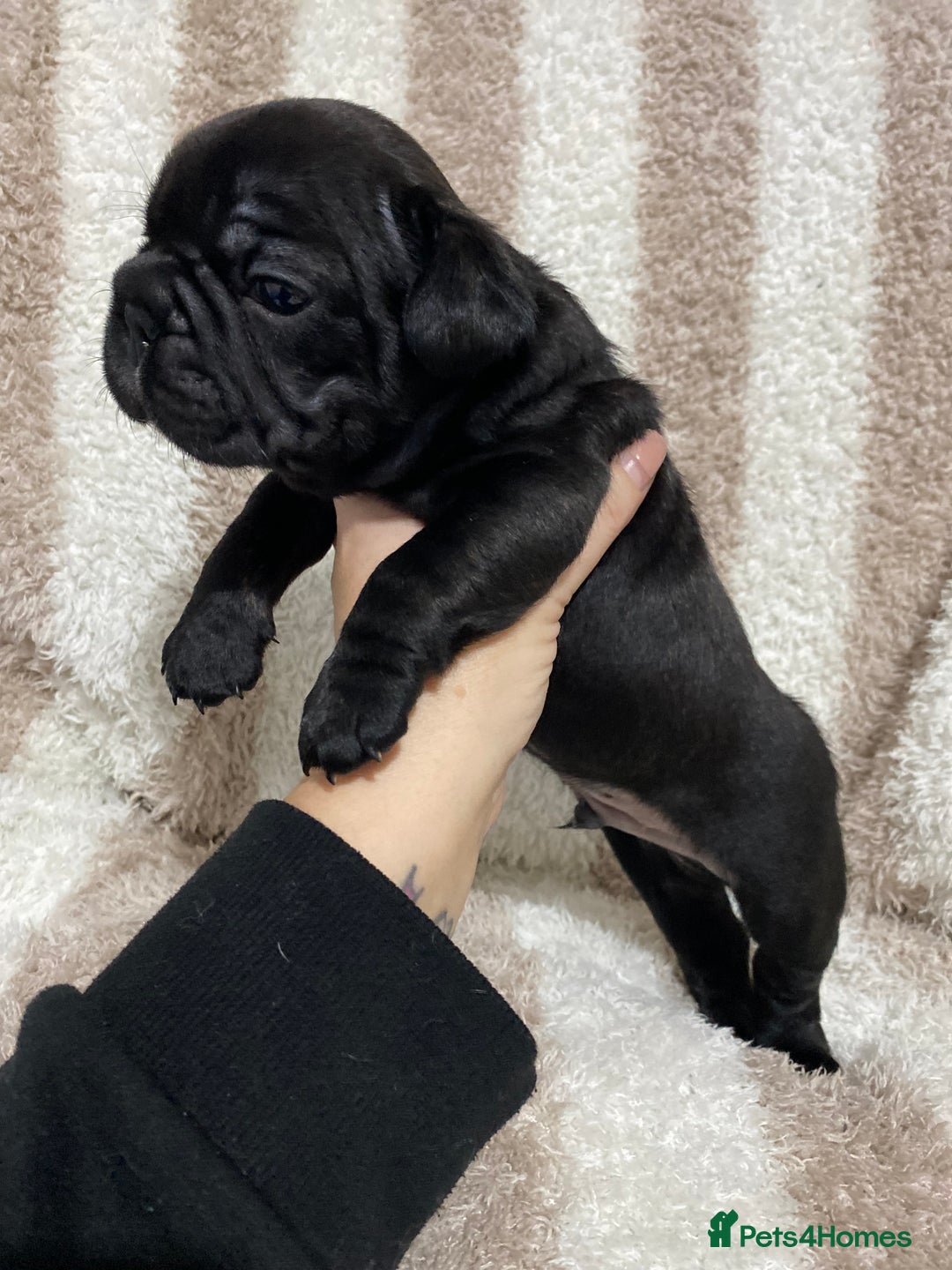 French Bulldog dogs for sale: BEAUTIFUL CHUNKY FRENCHIE PUPS - Advert 6
