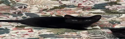 Mixed Breed cats for sale: 3 Kittens Looking for Their Forever Homes in Kenley - Advert 3