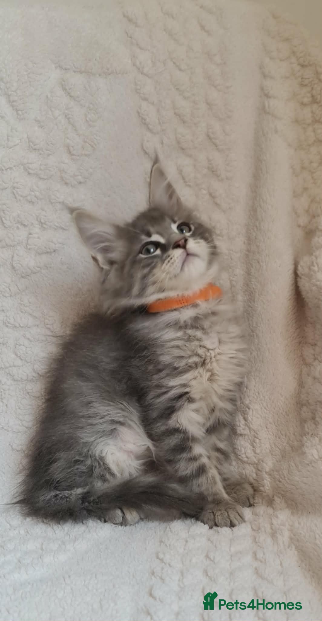 Maine Coon cats Blue Silver&Cream Tabby Maine Coon Kittens Ready - Advert 12