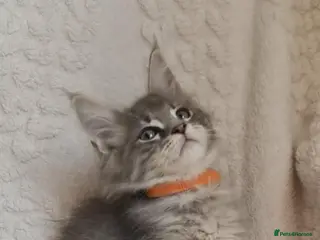 Maine Coon cats Blue Silver&Cream Tabby Maine Coon Kittens Ready - Advert 12