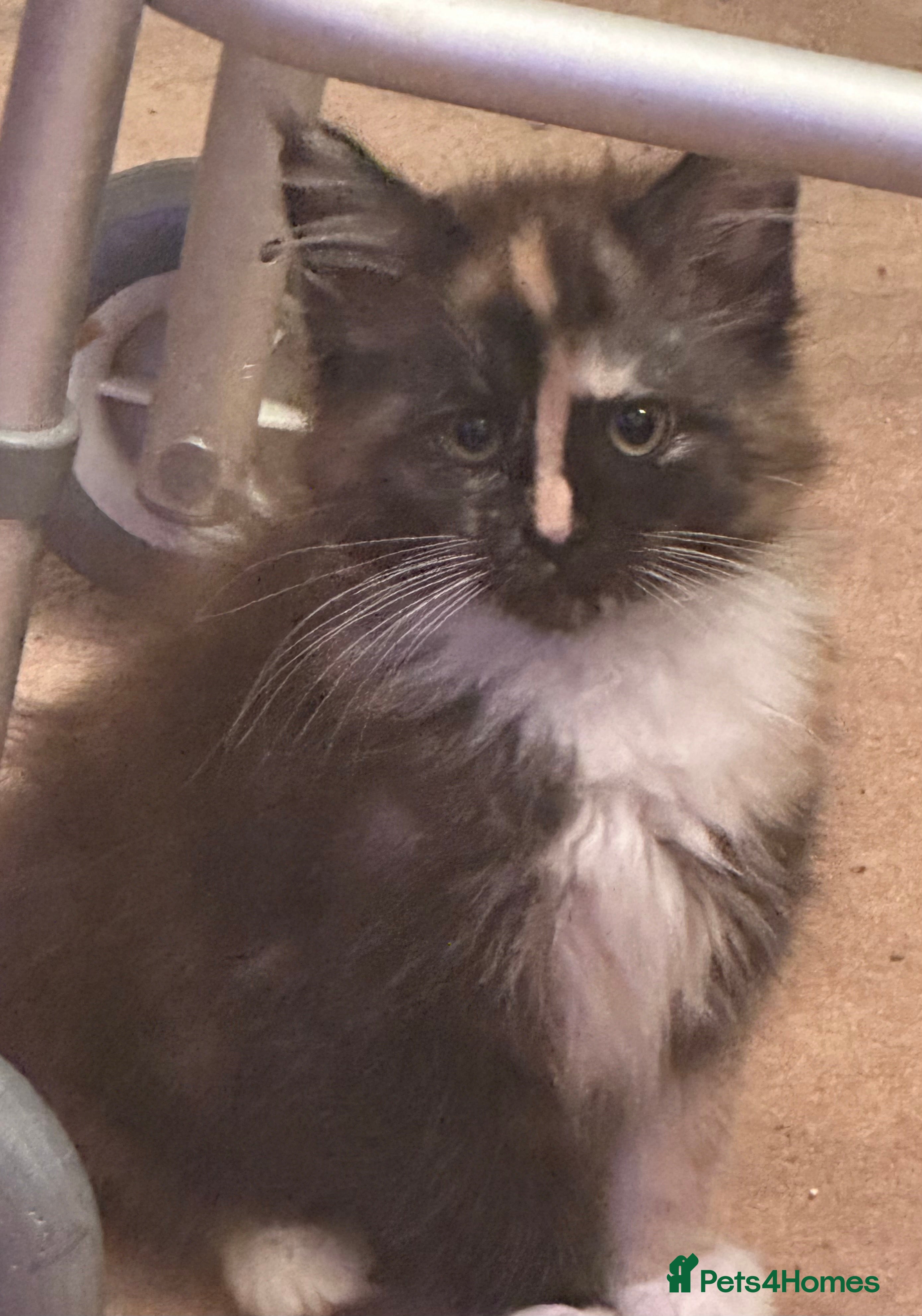 Maine Coon cats Tica Registered  Maine Coon Girl - Advert 10