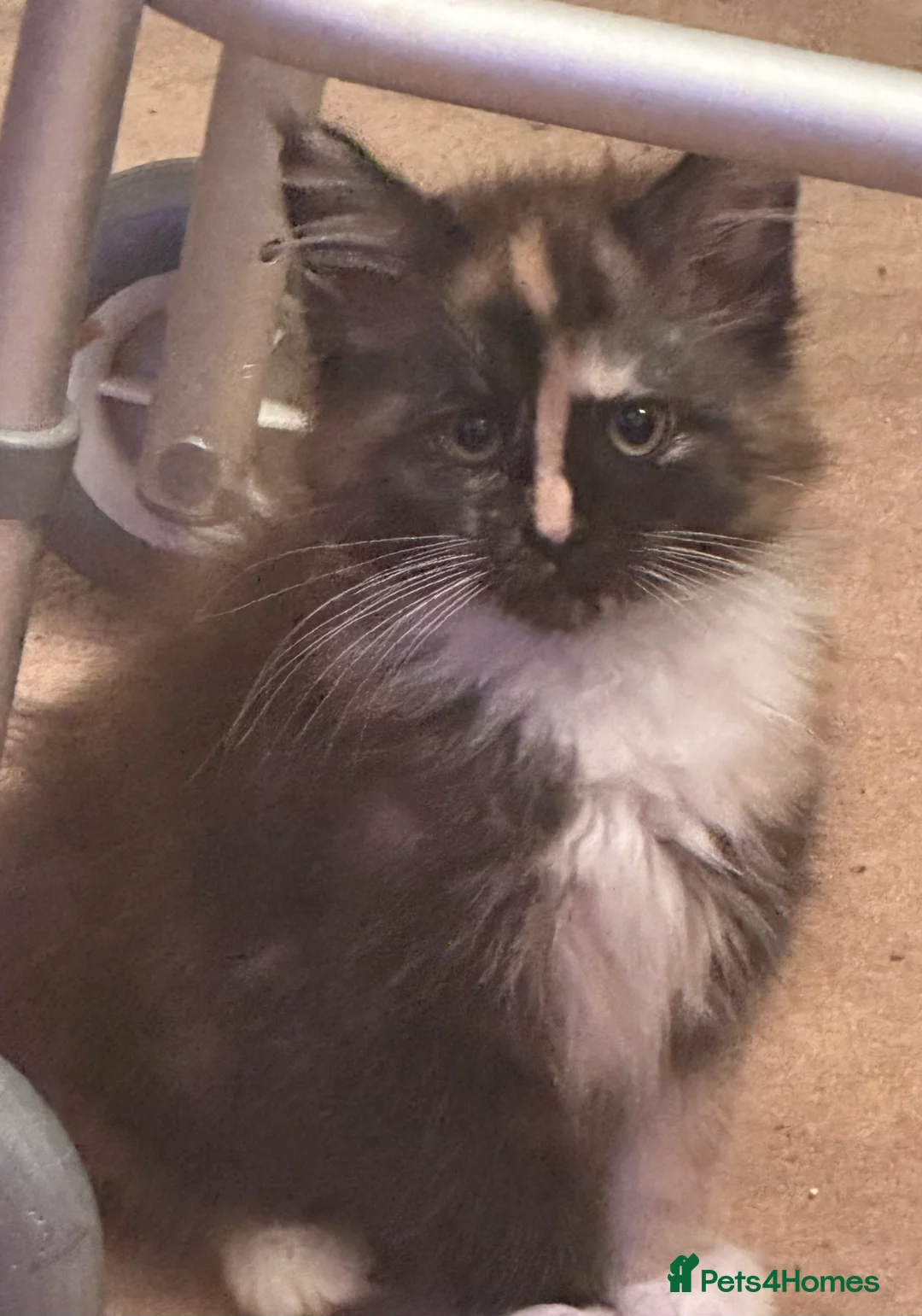 Maine Coon cats for sale: Tica Registered  Maine Coon Girl - Advert 1