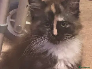 Maine Coon cats Tica Registered Maine Coon Girl - Advert 10