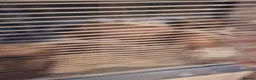 Hamster rodents for sale: Female Syrian hamster in Worksop - Advert 6