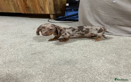 Miniature Dachshund dogs for sale: Stunning pure miniature dachshunds - Image 4