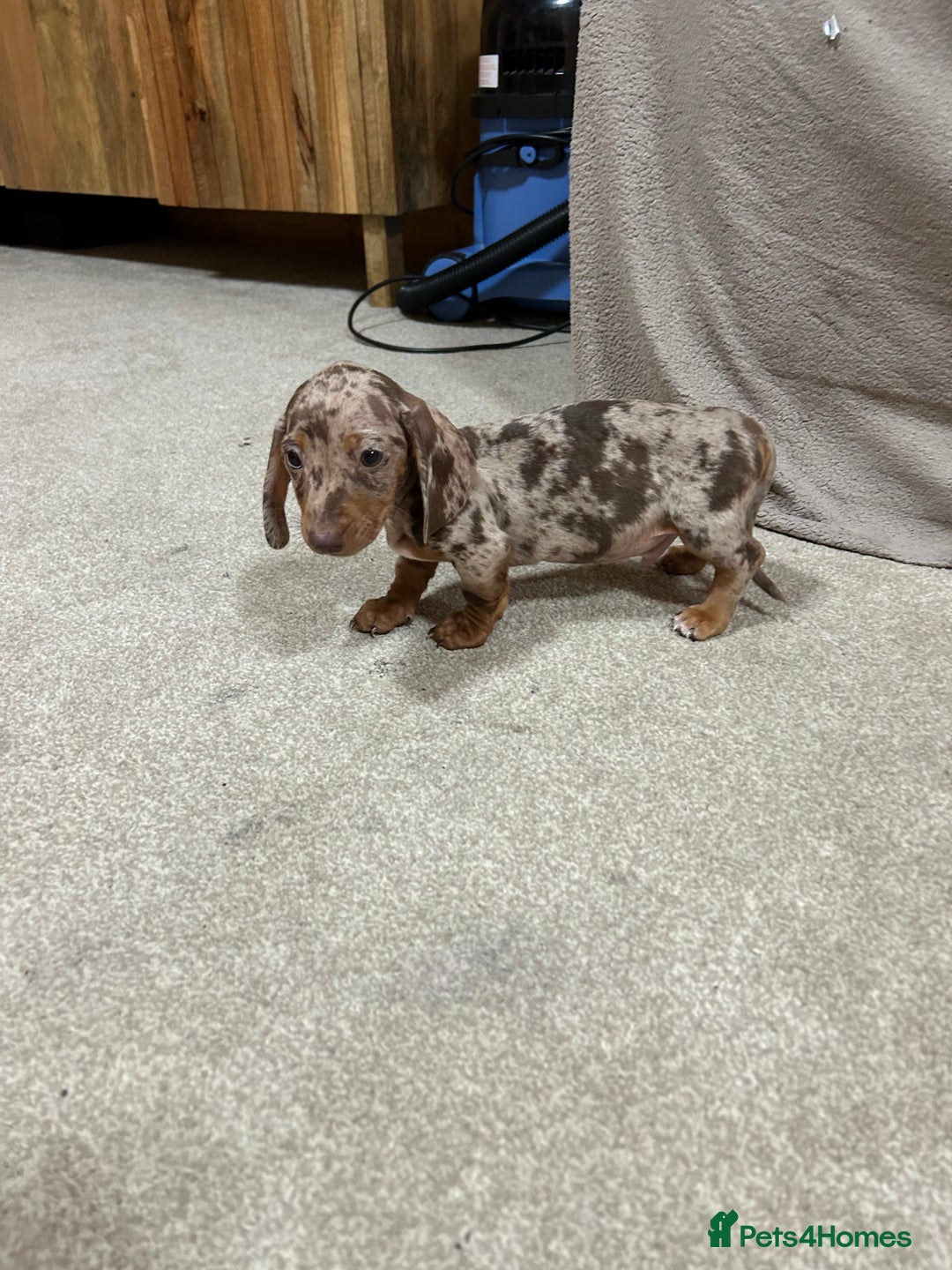 Miniature Dachshund dogs for sale: Stunning pure miniature dachshunds - Image 4