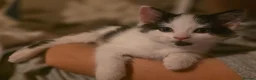 Mixed Breed cats for sale: 5 kittens - Advert 12