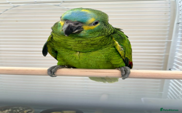 Parrots birds - Advert 1